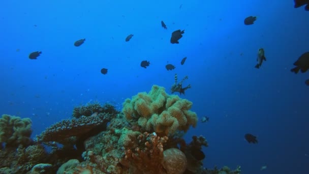 Trópusi víz alatti halzátony — Stock videók