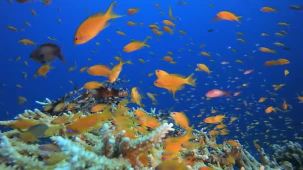 Trópusi víz alatti Orange Fish Reef — Stock videók
