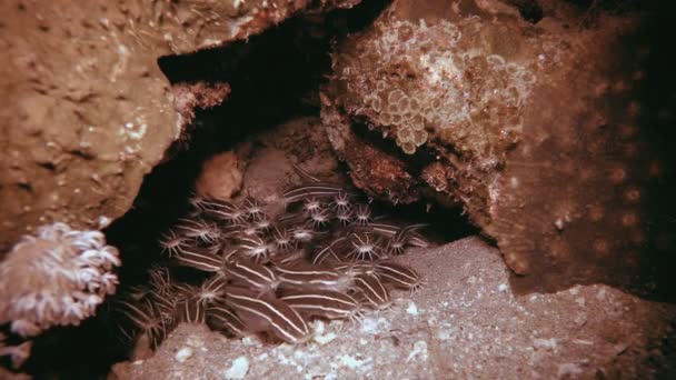 Trópusi víz alatti Vörös-tenger Macskahal — Stock videók