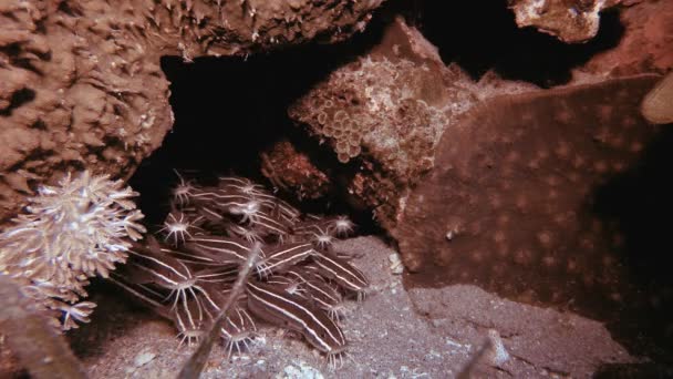 Peixe-gato tropical subaquático do mar Vermelho — Vídeo de Stock