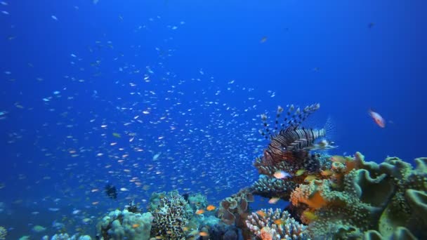 Arrecife submarino tropical Lion-Fish — Vídeos de Stock