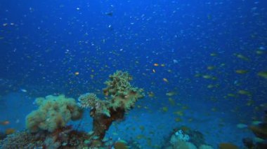 Tropik Su altı Kayalıkları Deniz Balığı
