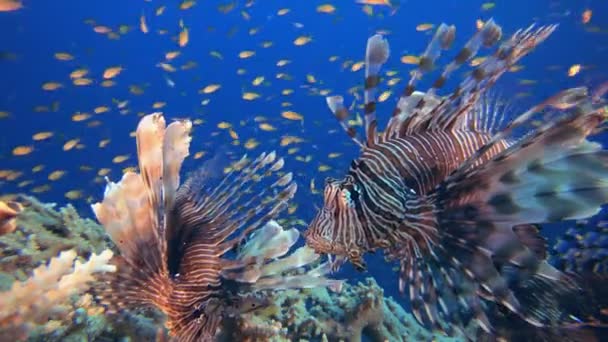 Подводный риф Lionfish — стоковое видео