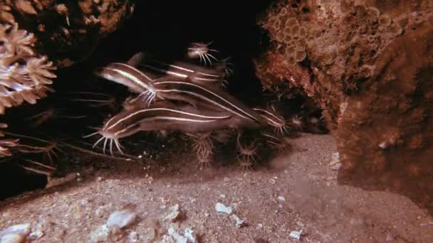 Escola Subaquática Tropical de Catfish — Vídeo de Stock