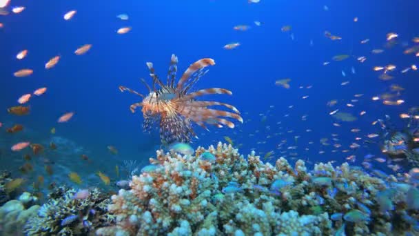 Τροπικά υποβρύχια πολύχρωμα ψάρια Reef Lion — Αρχείο Βίντεο