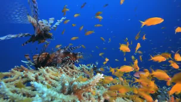 Tropikalna podwodna kolorowa rafa Lionfish — Wideo stockowe