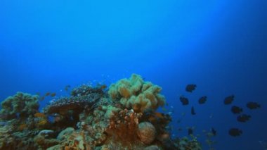 Tropik sualtı balık mercan resifleri