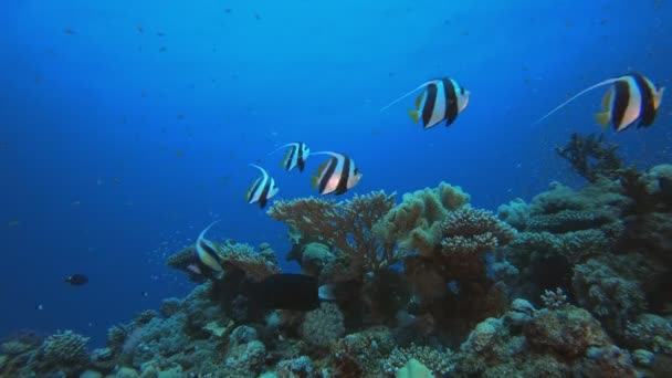 Arrecife de coral tropical submarino — Vídeos de Stock