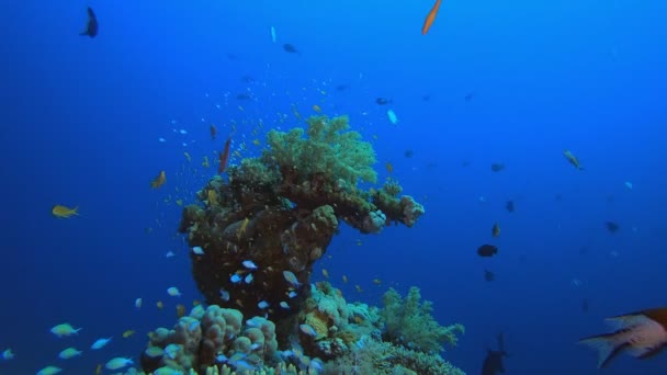 Récif tropical de poissons sous-marins — Video