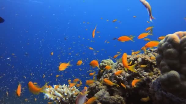 Arrecife tropical de peces submarinos — Vídeo de stock