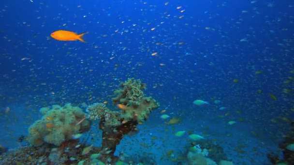 热带海底鱼类礁 — 图库视频影像