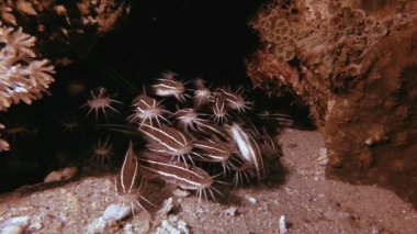 Tropikal Sualtı Kızıldeniz Kedi Balığı