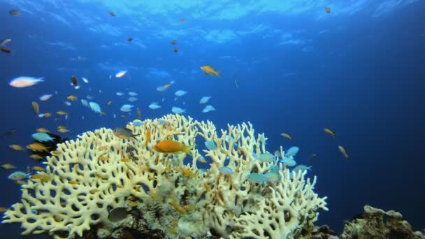 Arrecife tropical submarino de peces naranja — Vídeo de stock