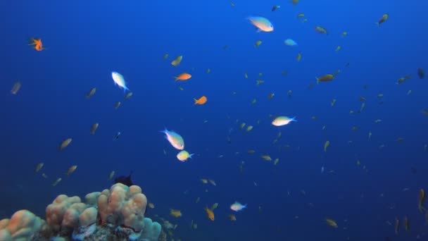 Тропический подводный риф — стоковое видео