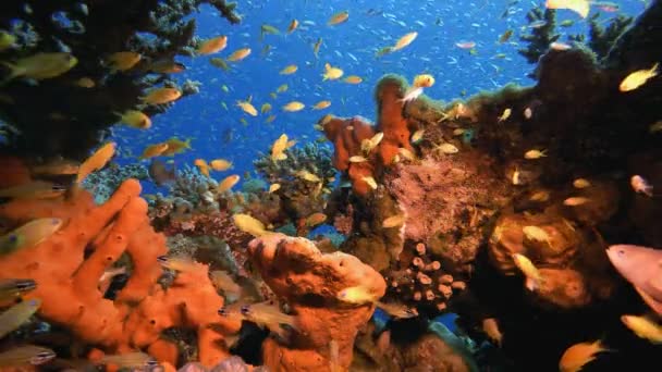 Arrecife submarino tropical Peces marinos — Vídeo de stock