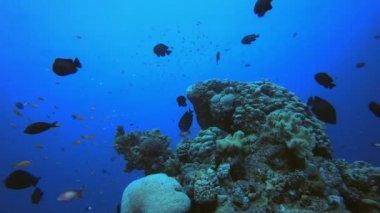 Tropik Su altı Resifi Balıkları