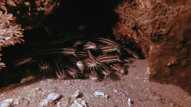 Tropical submarino rayas gato-pescado — Vídeos de Stock