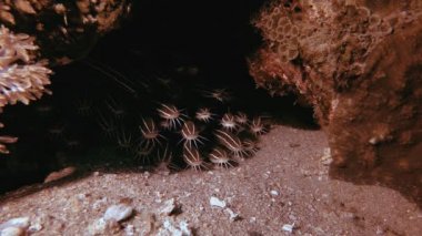 Tropikal Sualtı Çizgili Kedi Balığı Okulu