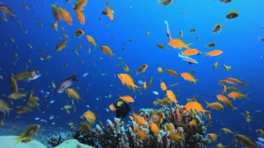 Tropikal Sualtı Görünümü Deniz Balıkları