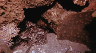 Tropikal Sualtı Çizgili Kedi Balığı