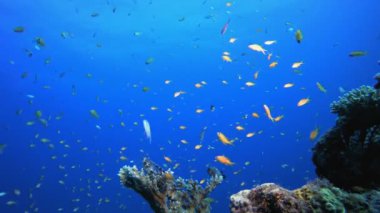 Tropikal Sualtı Görünümü Deniz Balıkları