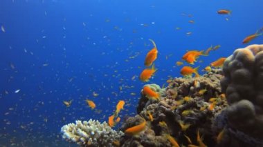 Sualtı Arkaplanı Tropikal Ortam