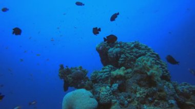 Sualtı Arkaplan Tropikal Görünümü