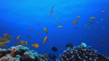 Sualtı Arkaplan Tropikal Görünümü