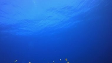 Sualtı Arkaplan Tropikal Görünümü