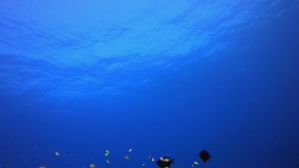 Underwater Background Tropical View — Stock Video