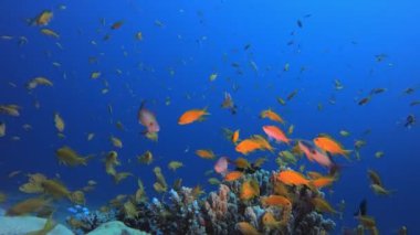 Su altında Güzel Mercan Balık Bahçesi