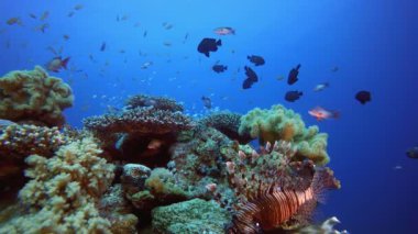 Su altı Güzel Sahne