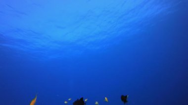 Sualtı Mavi Su Arkaplanı