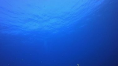 Su altı Mavi Su Tropikal Resifi