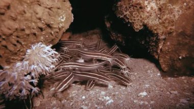 Sualtı Yayın Balığı Toplanıyor