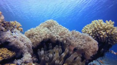 Sualtı Palyaço Balığı ve Yumuşak Mercan