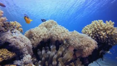 Su altı palyaço balığı.