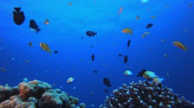 Su altı Renkli Resifi