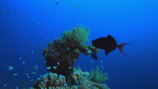 水中カラフルな青緑色の魚 — ストック動画