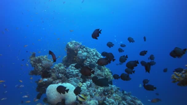 Peces submarinos de colores — Vídeos de Stock