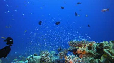 Su altı Renkli Resif Aslan Balığı