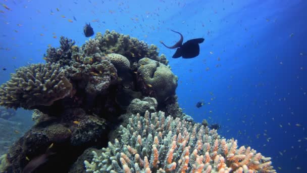 水中カラフルなサンゴ礁 — ストック動画