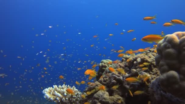 海底五彩斑斓的珊瑚礁鱼 — 图库视频影像