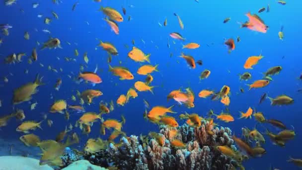 Peixes de recifes coloridos subaquáticos — Vídeo de Stock