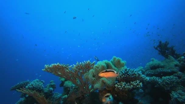 Pesce della barriera corallina colorato subacqueo — Video Stock