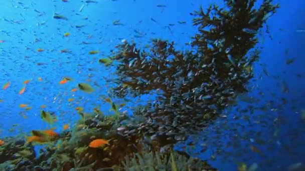 Onderwater Kleurrijke Rundvis — Stockvideo