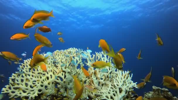 Corais tropicais coloridos subaquáticos — Vídeo de Stock