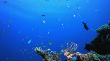 Sualtı Renkli Tropikal Balıklar