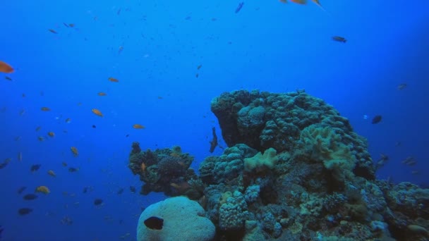 Peşte tropical colorat subacvatic — Videoclip de stoc