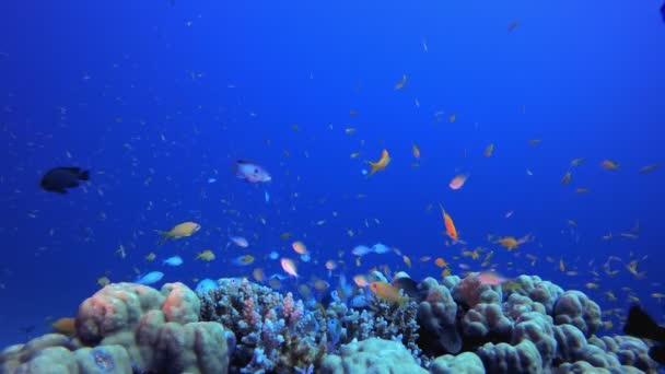 Undervattens färgglada tropiska fiskar — Stockvideo